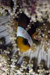 Anemone fish by Alistair Bygrave 